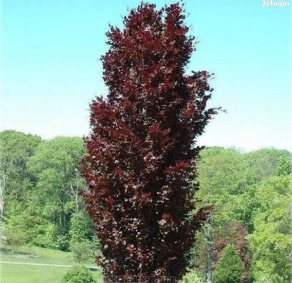 Bordó levelű nyárfa