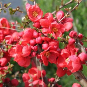 Kárminpiros virágú japánbirs