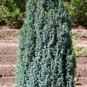 Ellwoodii' kék levelű oszlopos hamisciprus