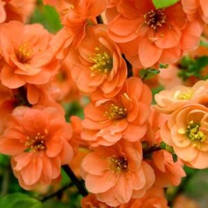 Narancssárga virágú japánbirs