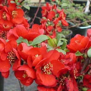 Piros virágú japánbirs