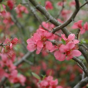 Rózsaszín virágú japánbirs