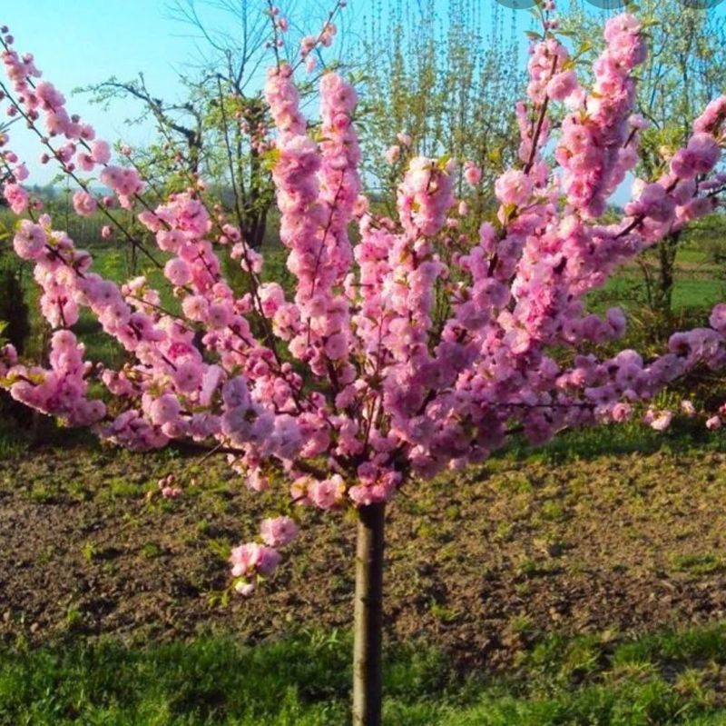 Prunus triloba ‘Multiplex’ – Gavallér Kertészet