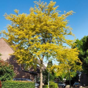 Sárga levelű lepényfa