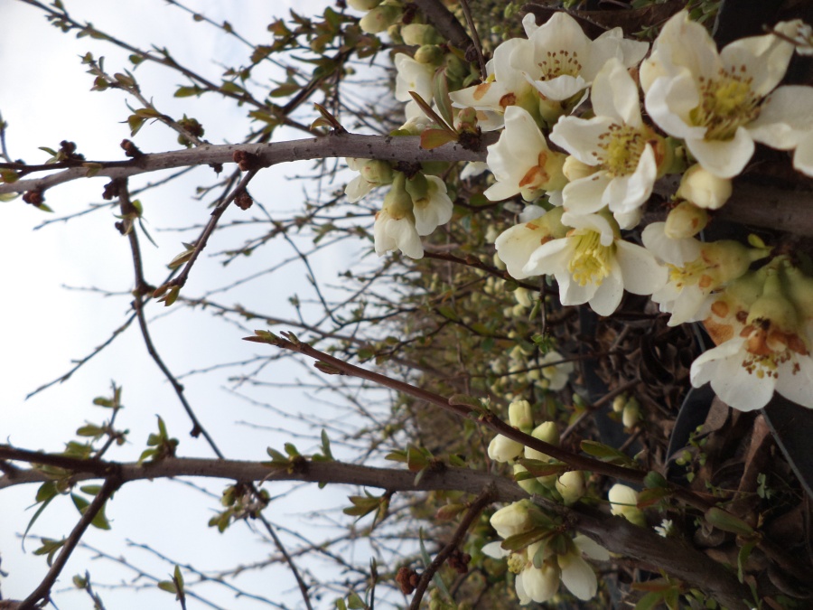 chaenomeles speciosa 'nivalis'