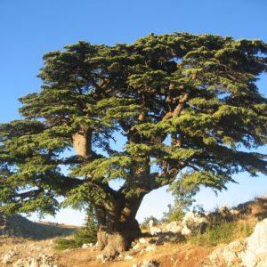 Libanoni cédrus