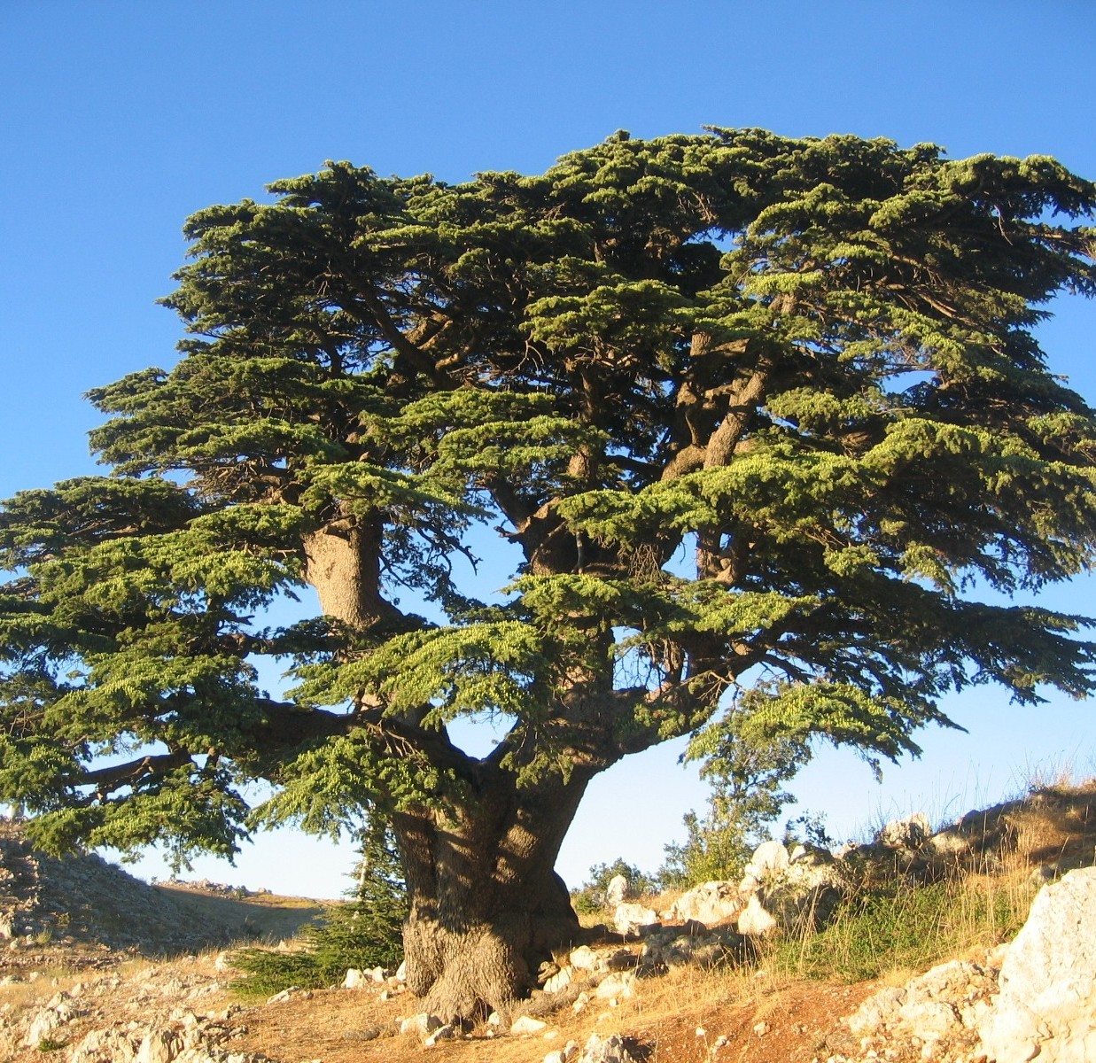 Libanoni cédrus
