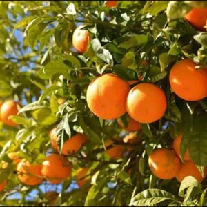 Mandarin