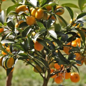 Törpemandarin